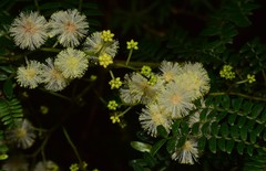 Acacia terminalis