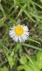 Erigeron philadelphicus