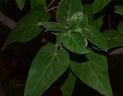 Gynatrix macrophylla