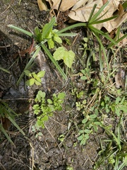 Angiospermae