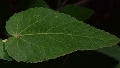 Gynatrix macrophylla