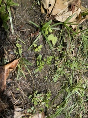 Angiospermae