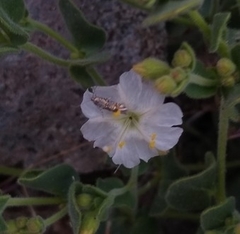 Lithariapteryx jubarella