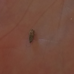 Lithariapteryx jubarella