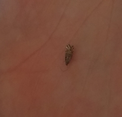 Lithariapteryx jubarella