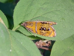 Olethreutes arcuella