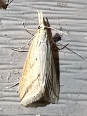 Donacaula longirostrallus