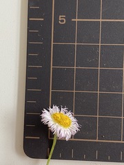 Erigeron philadelphicus