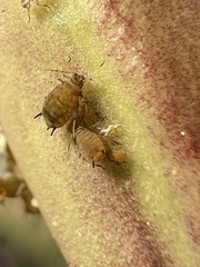 Aphis asclepiadis
