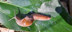 Fastosarion griseolus