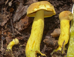 Retiboletus retipes