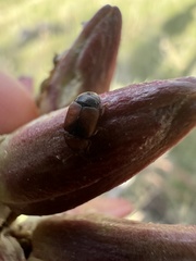 Caplothorax melanopterus