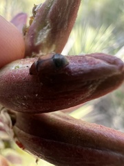 Caplothorax melanopterus