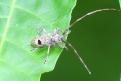 Monochamus bimaculatus
