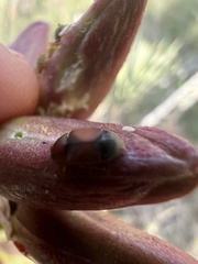 Caplothorax melanopterus