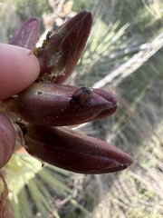 Caplothorax melanopterus