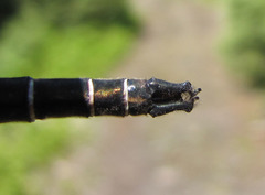 Somatochlora cingulata