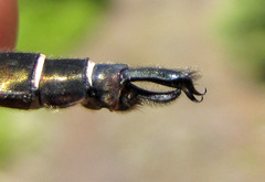 Somatochlora cingulata