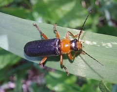 Cantharis pellucida