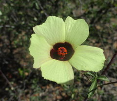 Hibiscus caesius