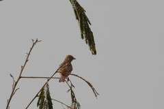 Mirafra erythroptera