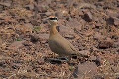 Cursorius coromandelicus