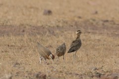 Cursorius coromandelicus