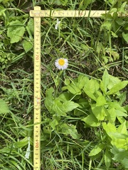 Erigeron philadelphicus