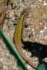 Podarcis muralis