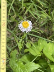 Erigeron philadelphicus