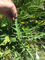 Cirsium rivulare