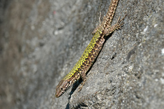 Podarcis muralis