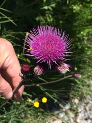 Cirsium rivulare