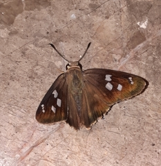 Polygonus leo arizonensis