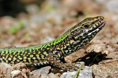 Podarcis muralis