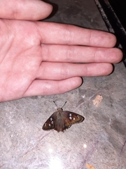 Polygonus leo arizonensis