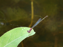 Enallagma dubium