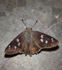 Polygonus leo arizonensis