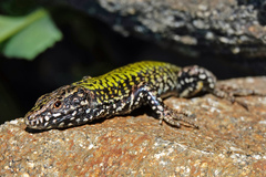 Podarcis muralis