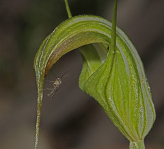 Pterostylis decurva
