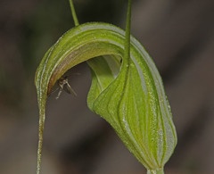 Pterostylis decurva