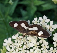 Anania luctualis