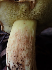 Boletus rawlingsii