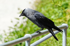 Corvus monedula