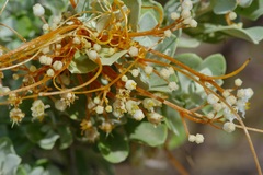 Cuscuta indecora