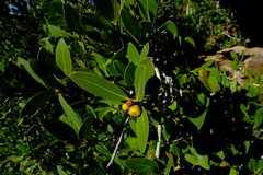 Ficus ilicina