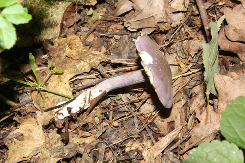 Calocybe ionides — no rights reserved
