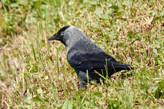 Corvus monedula