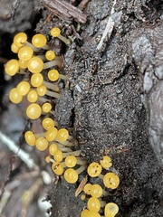 Vibrissea truncorum