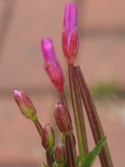 Epilobium